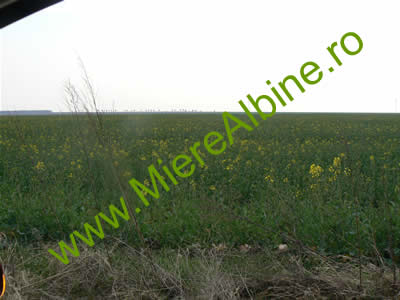camp de rapita ploiesti